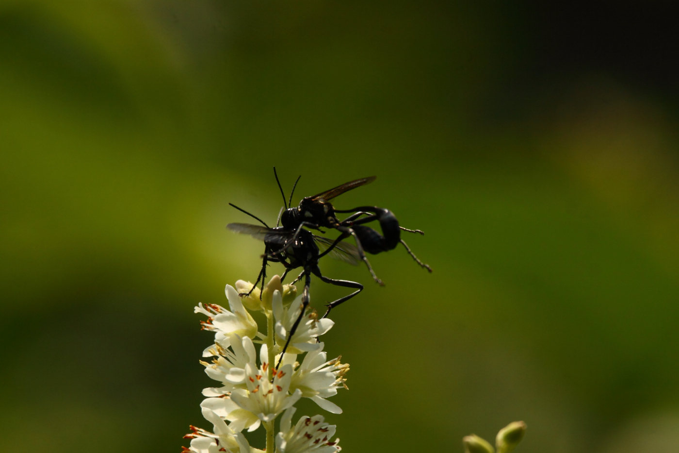 2014 07 31 HTP 77221
