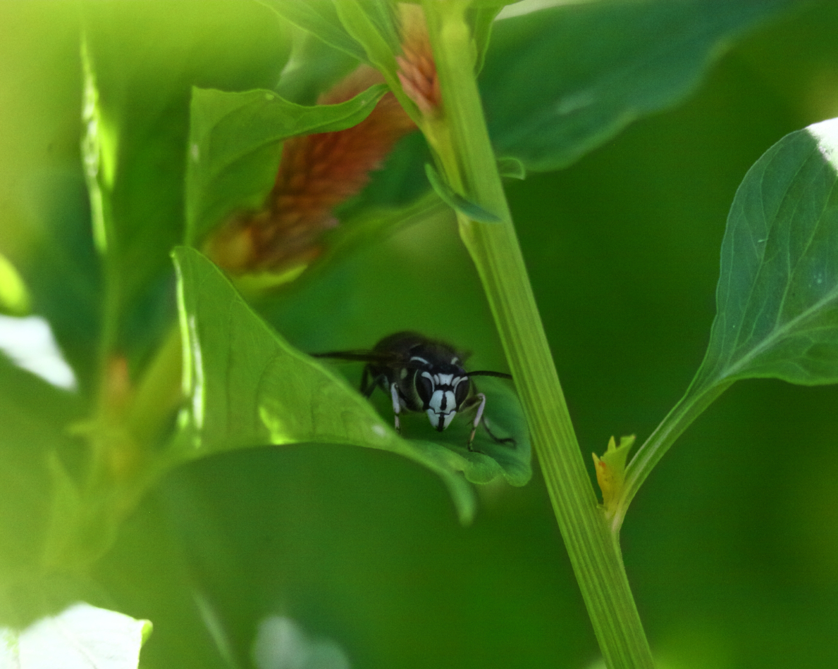 2016 08 07 HTP 47675