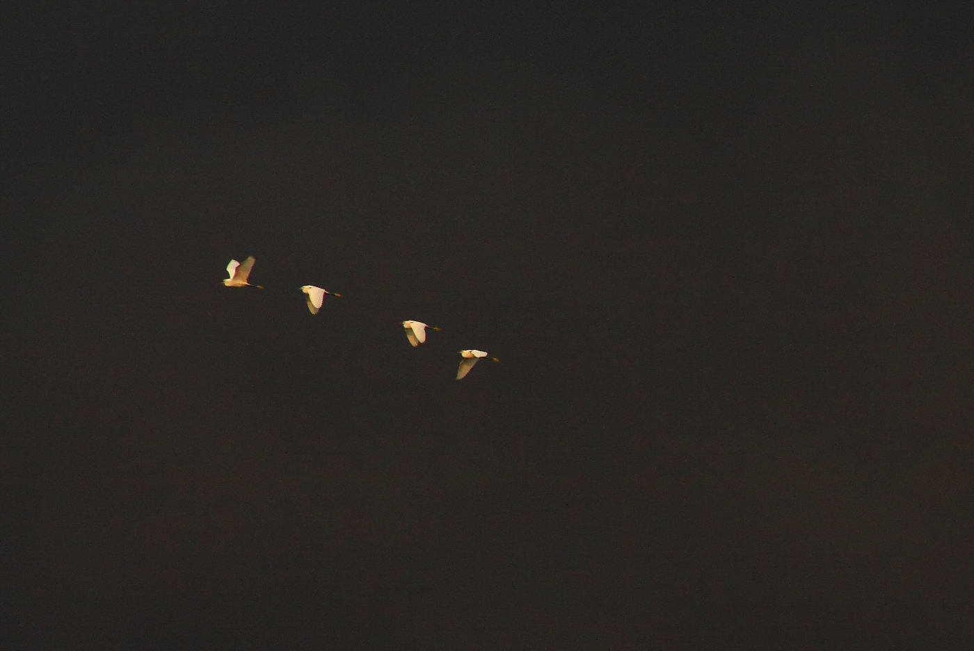 Water Fowl