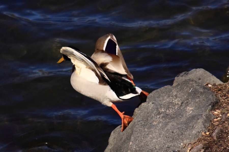 2011 04 03 IMG 27047e
