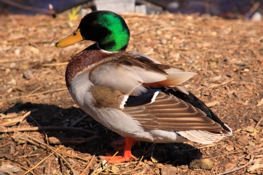 2011 04 03 IMG 27083e