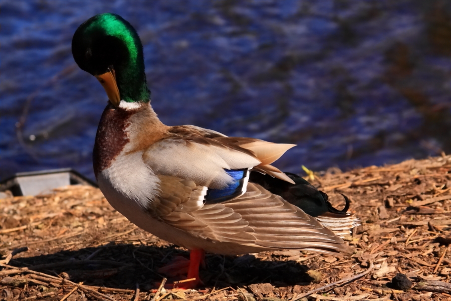 2011 04 03 IMG 27086