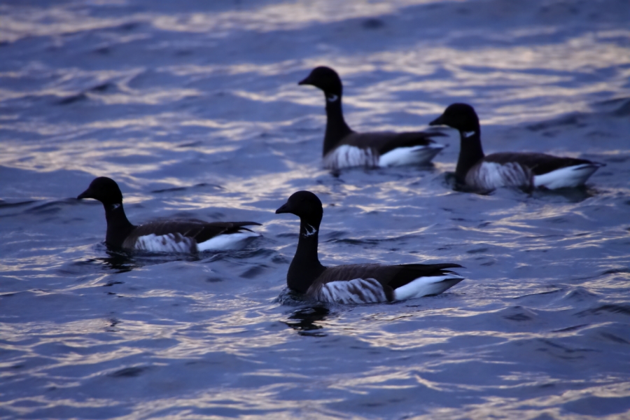 2012 03 12 9999 81e