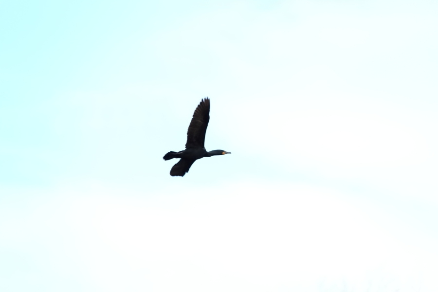 2012 04 11 9999 181