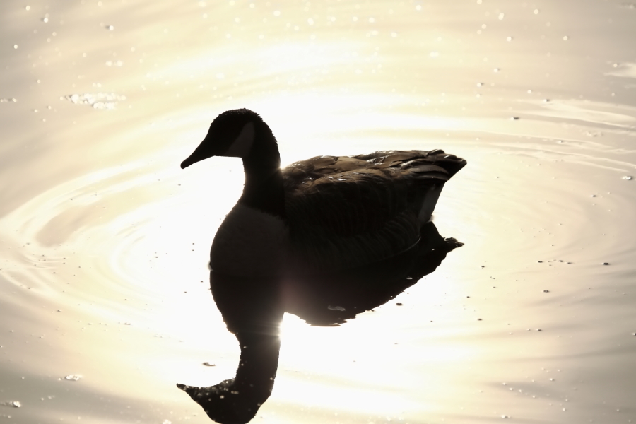 2013 03 31 IMG 01110e