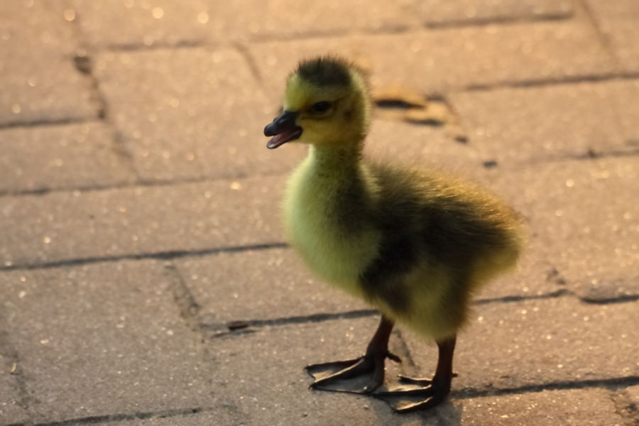 2013 05 30 IMG 08043
