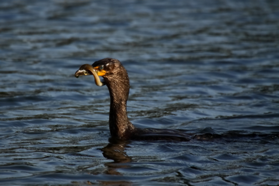 2013 06 05 IMG 08963e