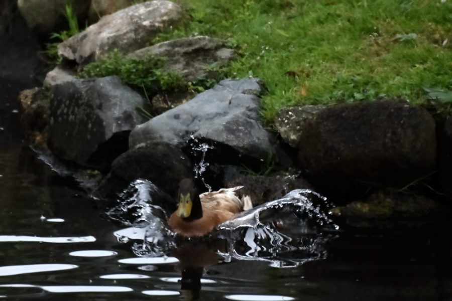 2013 09 02 HTP 05015e