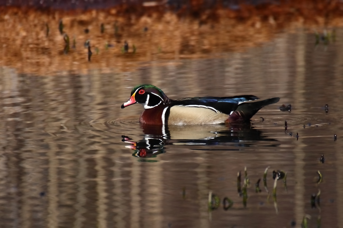 2015 04 05 HTP 000038142e