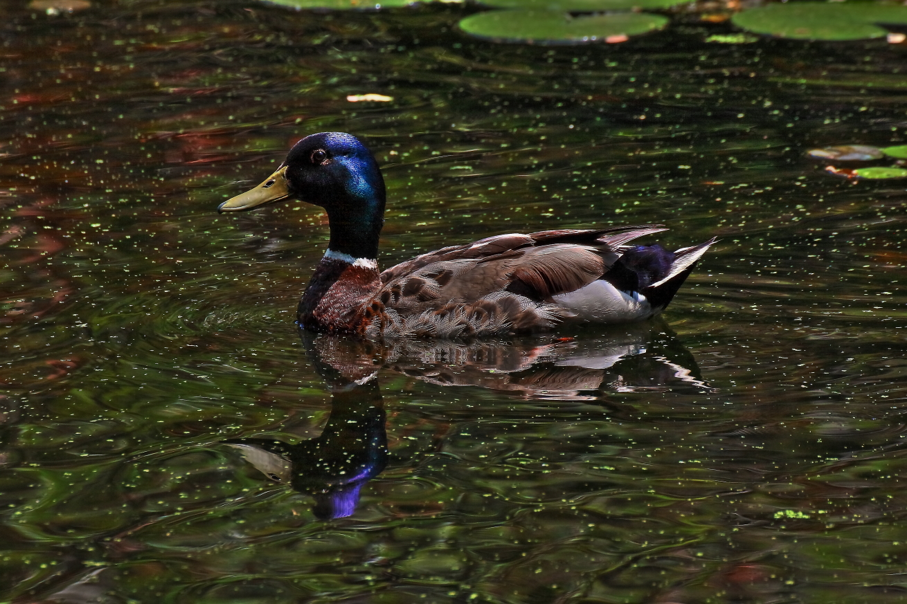 2015 06 23 HTP 000068032eHDR