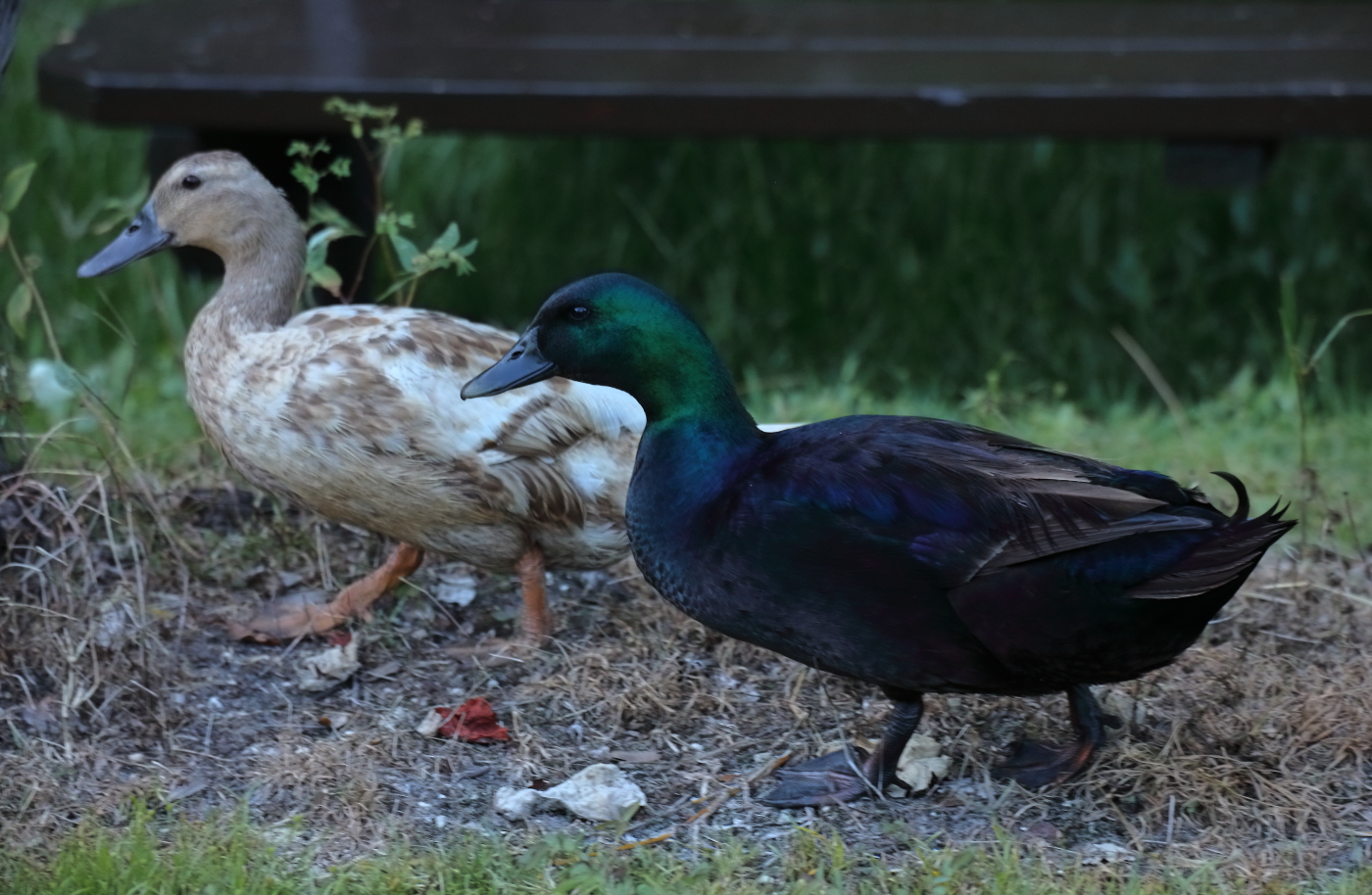 2019 05 23 HTP 50778e