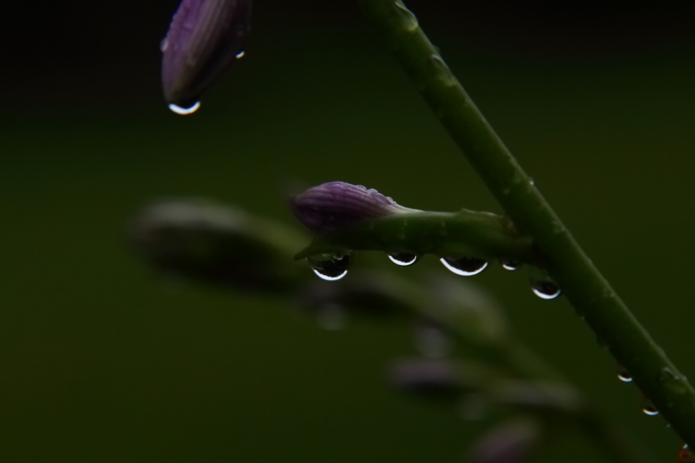 2012 06 25 6791