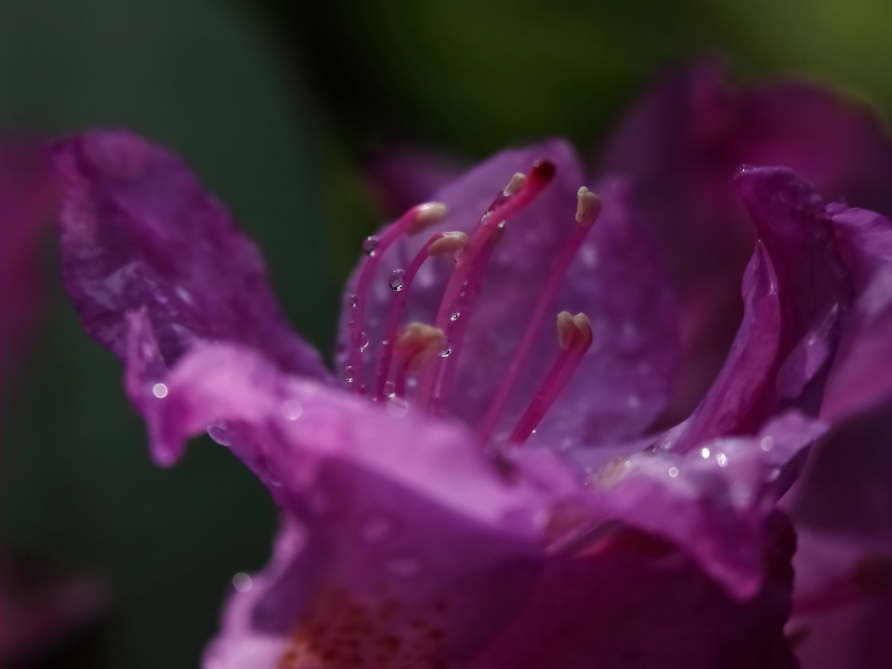 2013 05 29 IMG 07777e