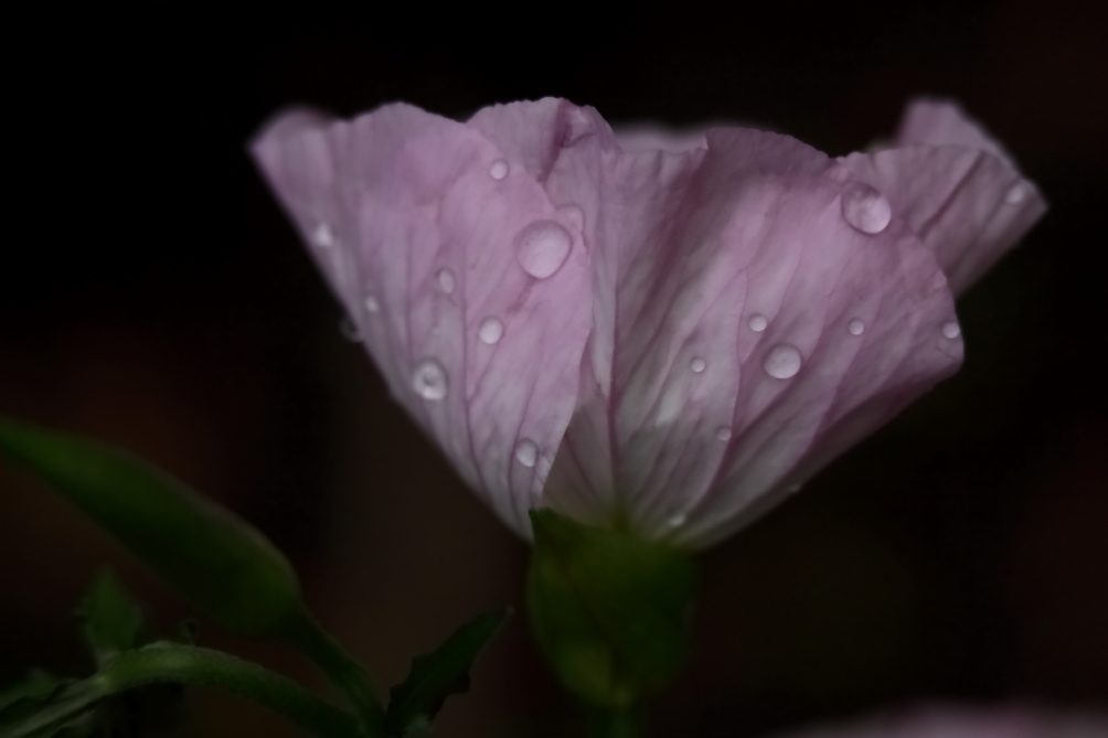 2013 06 03 IMG 08446e
