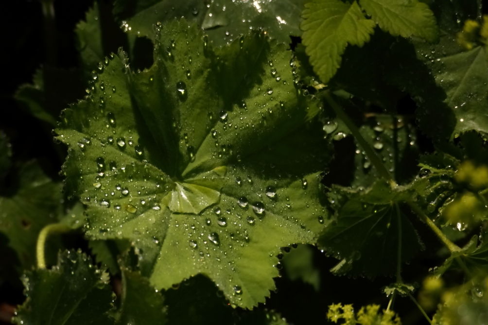 2013 06 15 IMG 10811