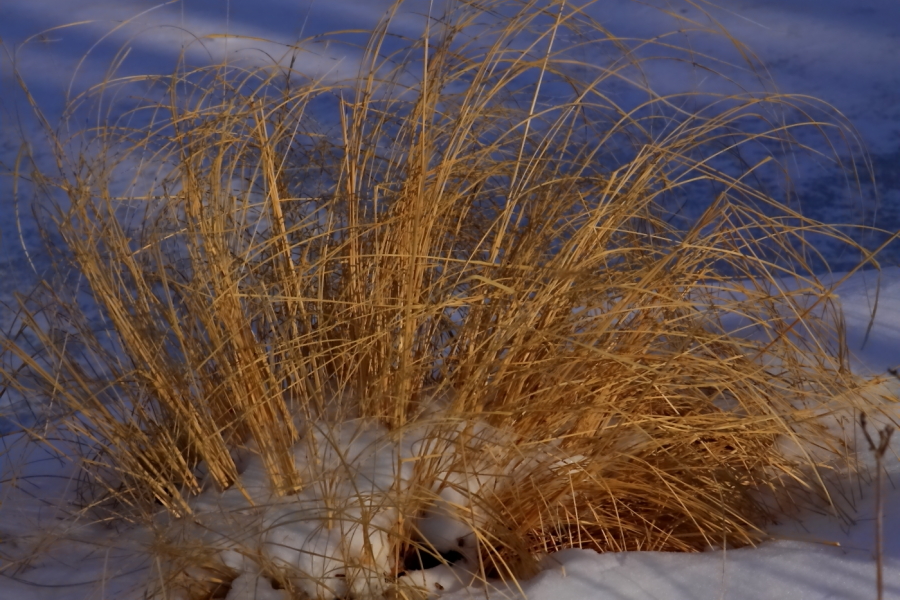 2011 01 23 IMG 18566e