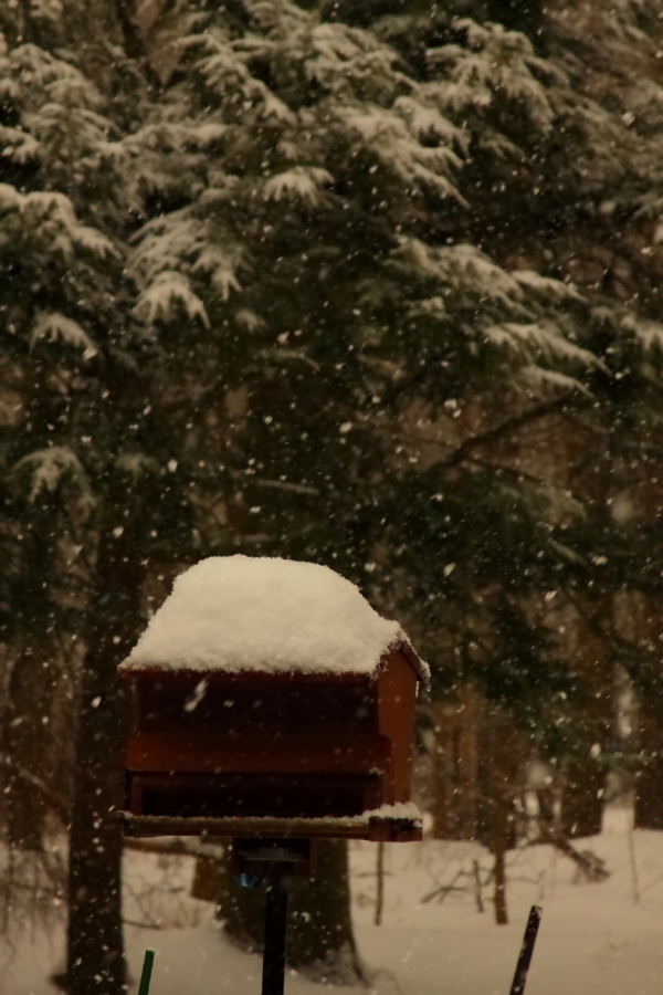 2011 01 25 IMG 18740e