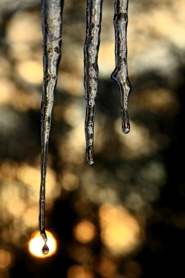 2011 01 30 IMG 19755e
