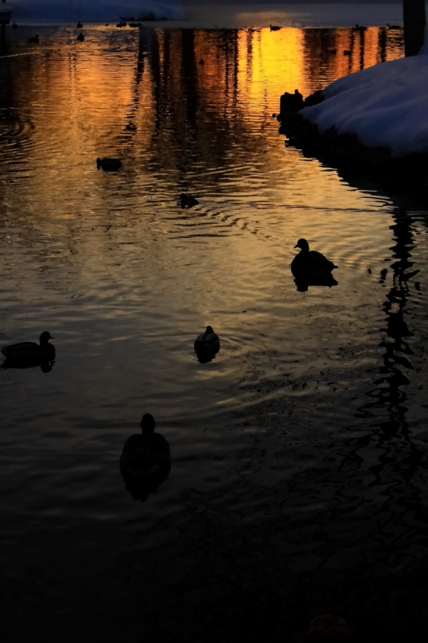 2011 01 31 IMG 19905e