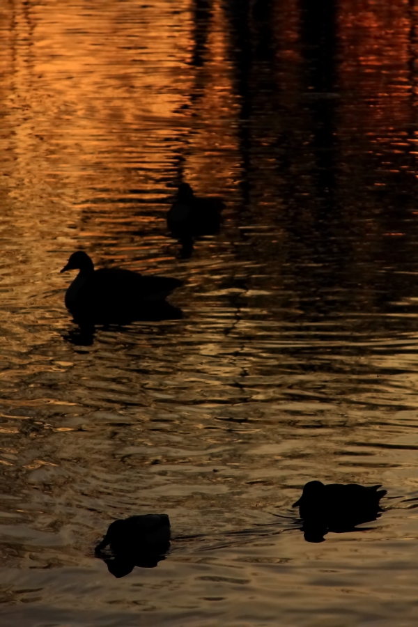 2011 01 31 IMG 19917e