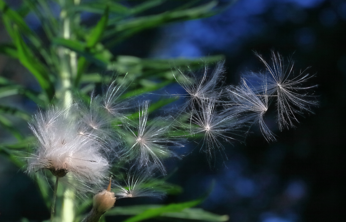 2011 07 26 IMG 34484e