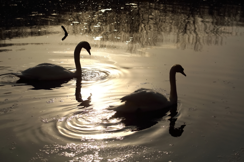 2013 03 31 IMG 01129e