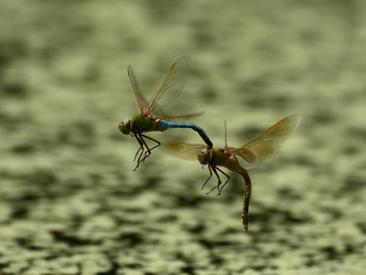 2013 07 03 IMG 12785e