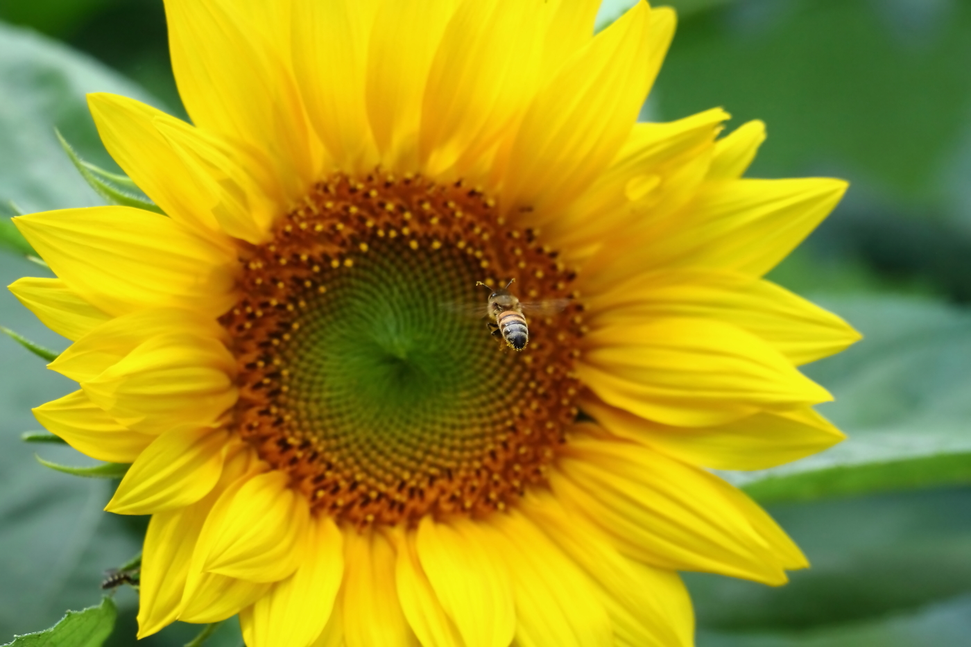 2014 08 06 HTP 78163e