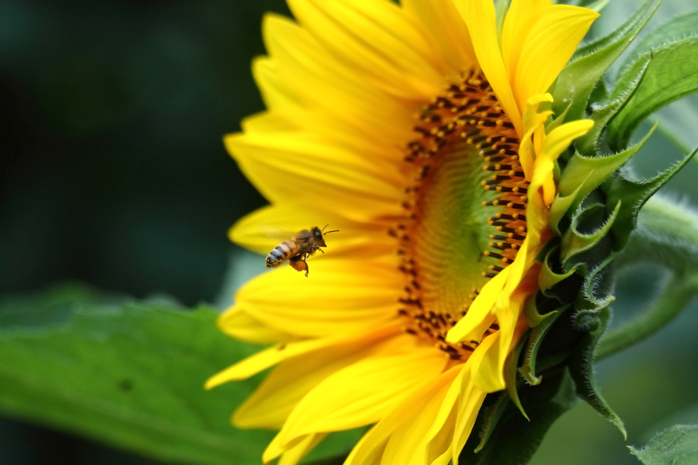 2014 08 06 HTP 78197e