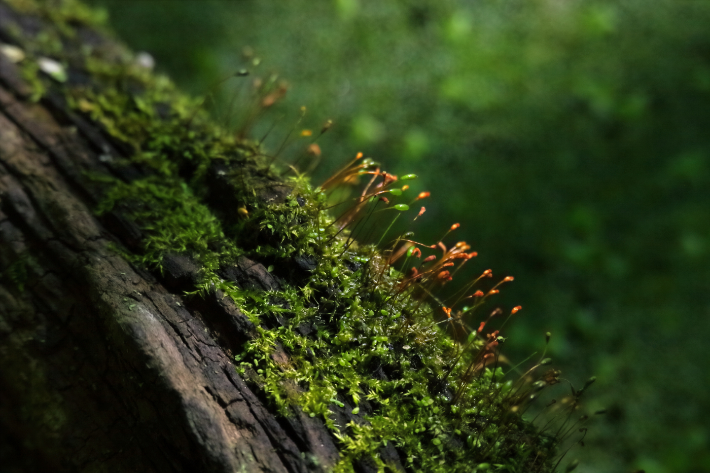 2014 09 23 HTP 88837e