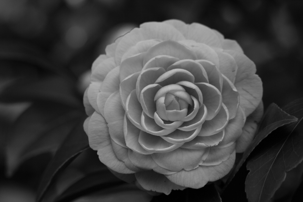 2015 01 07 HTP 000016335ebw