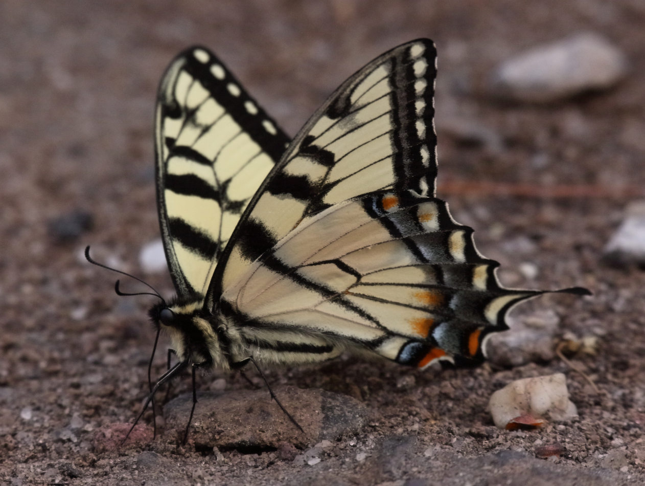 2015 05 12 HTP 000052737e