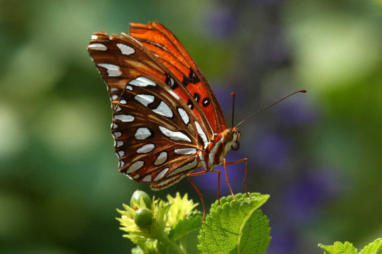 2015 09 03 HTP 06587