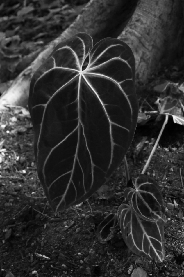 2016 07 04 HTP 1980ebw