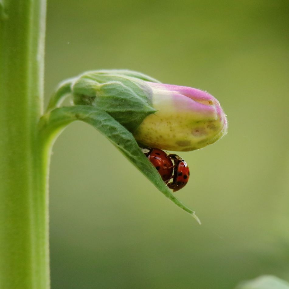 2017 05 24 HTP 20856