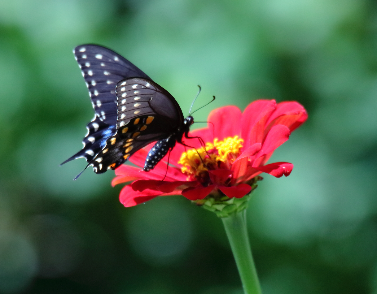 2017 08 30 HTP 53817e