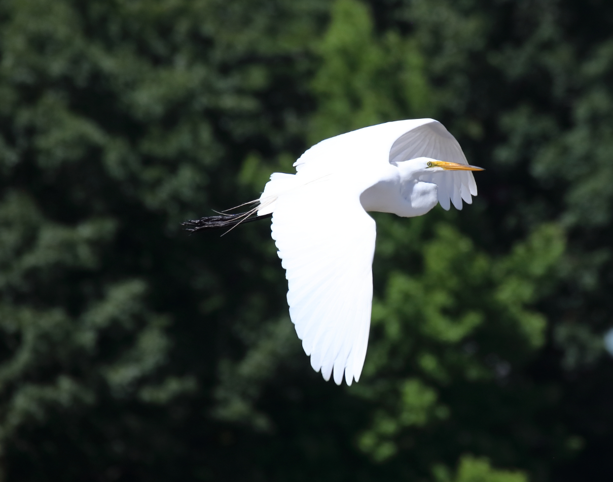 2018 06 26 HTP 31061