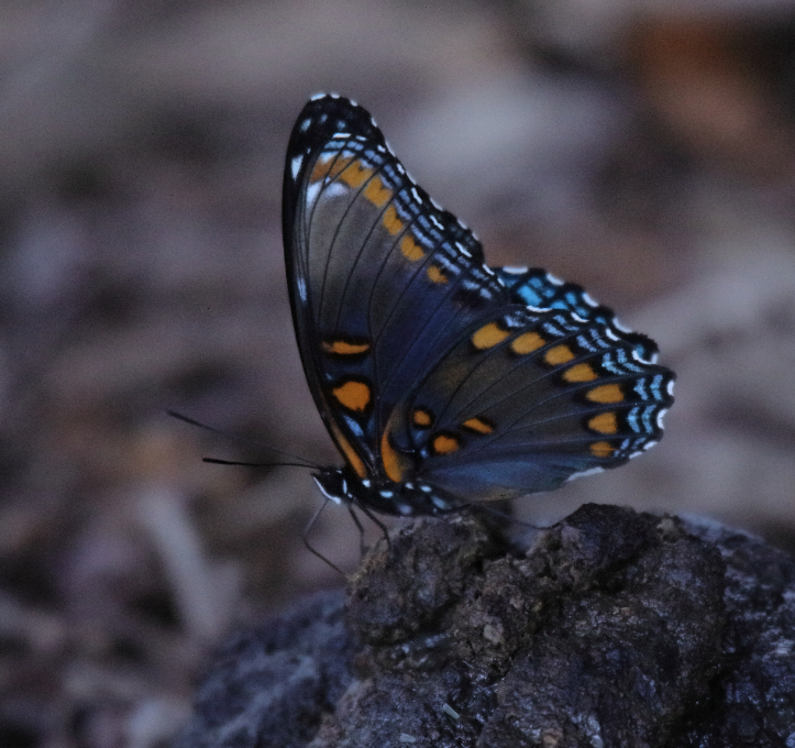 2018 08 24 HTP 61584e