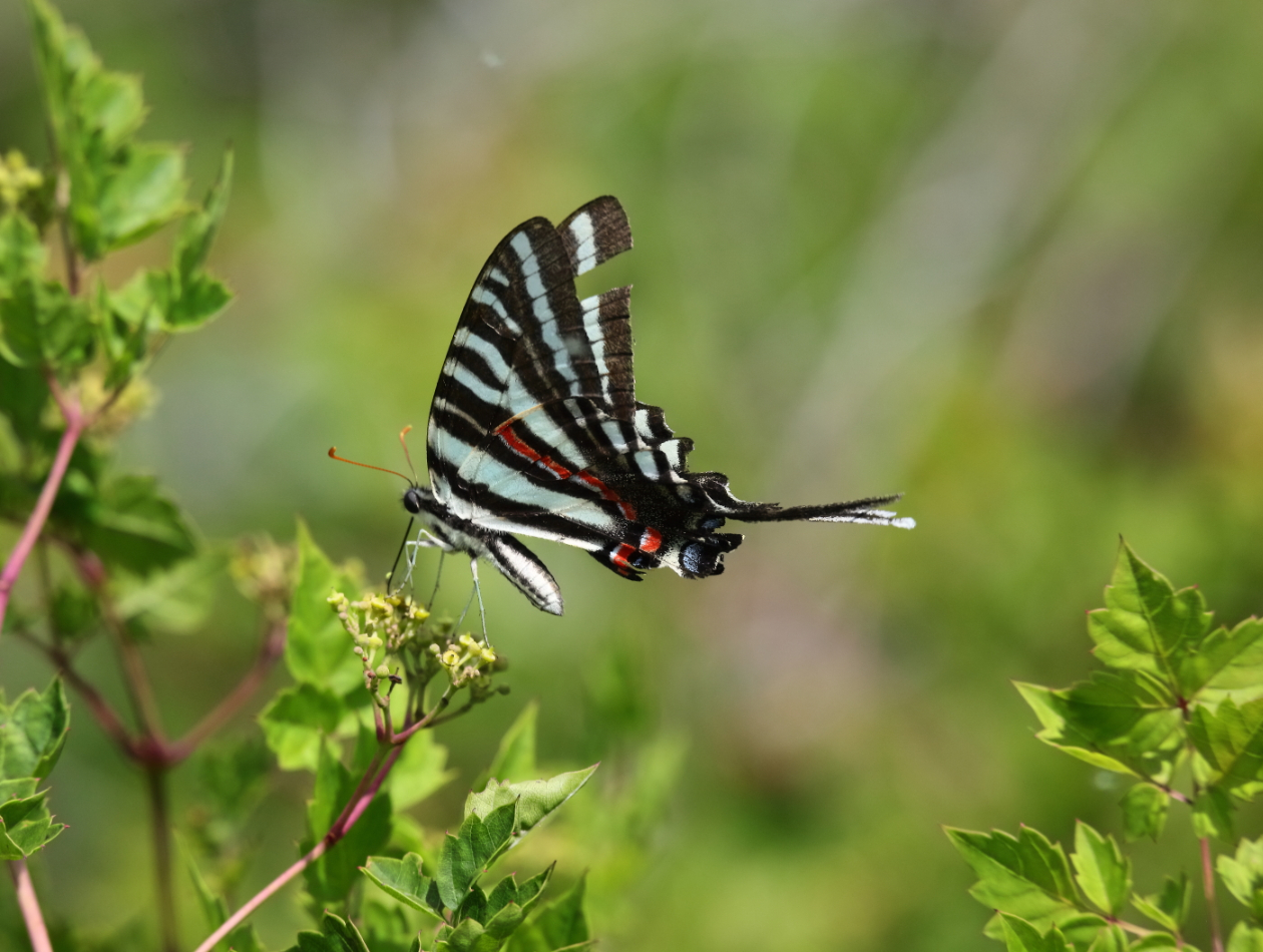 2019 05 26 HTP 90153e