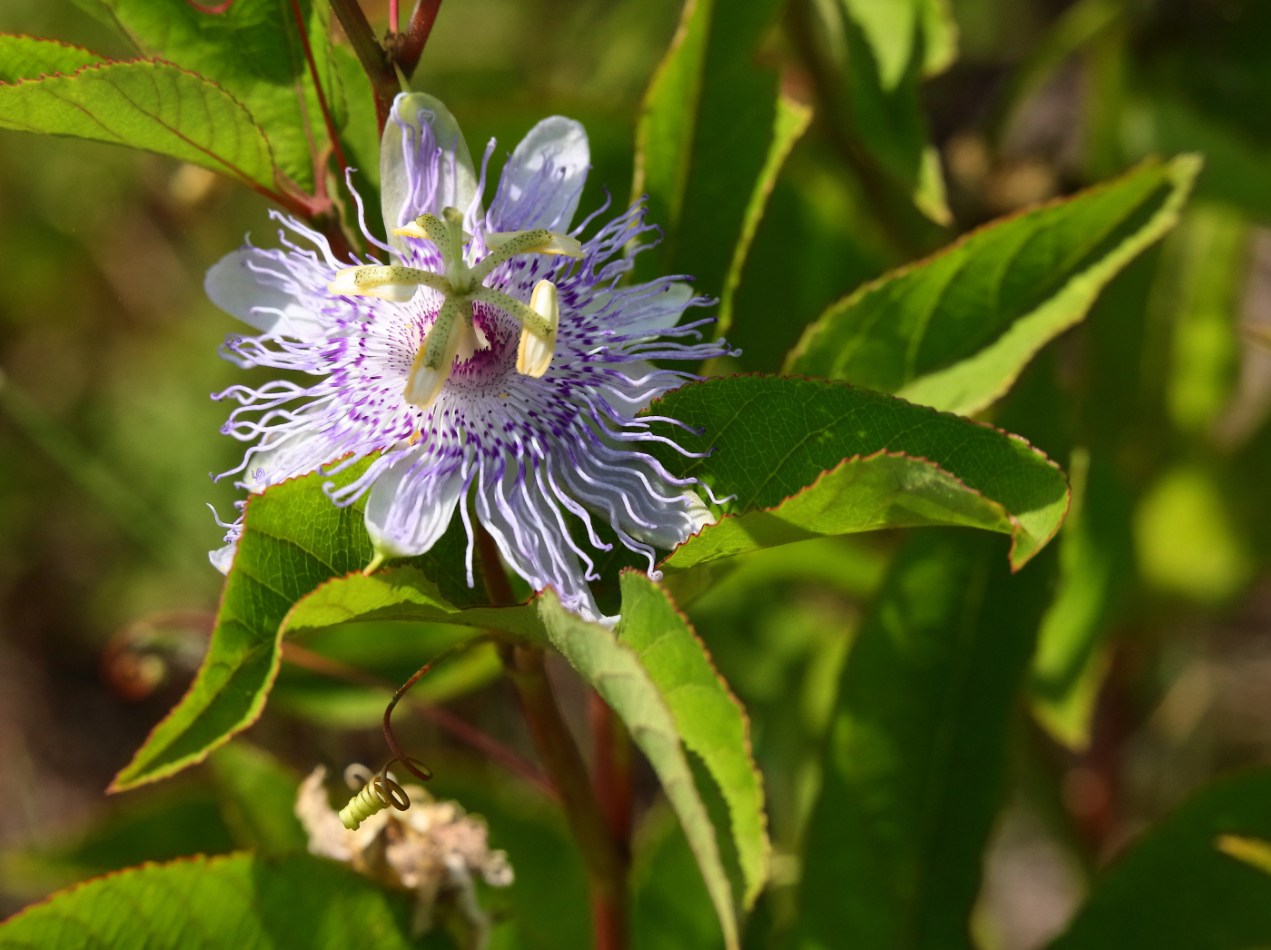 2019 05 26 HTP 90237e